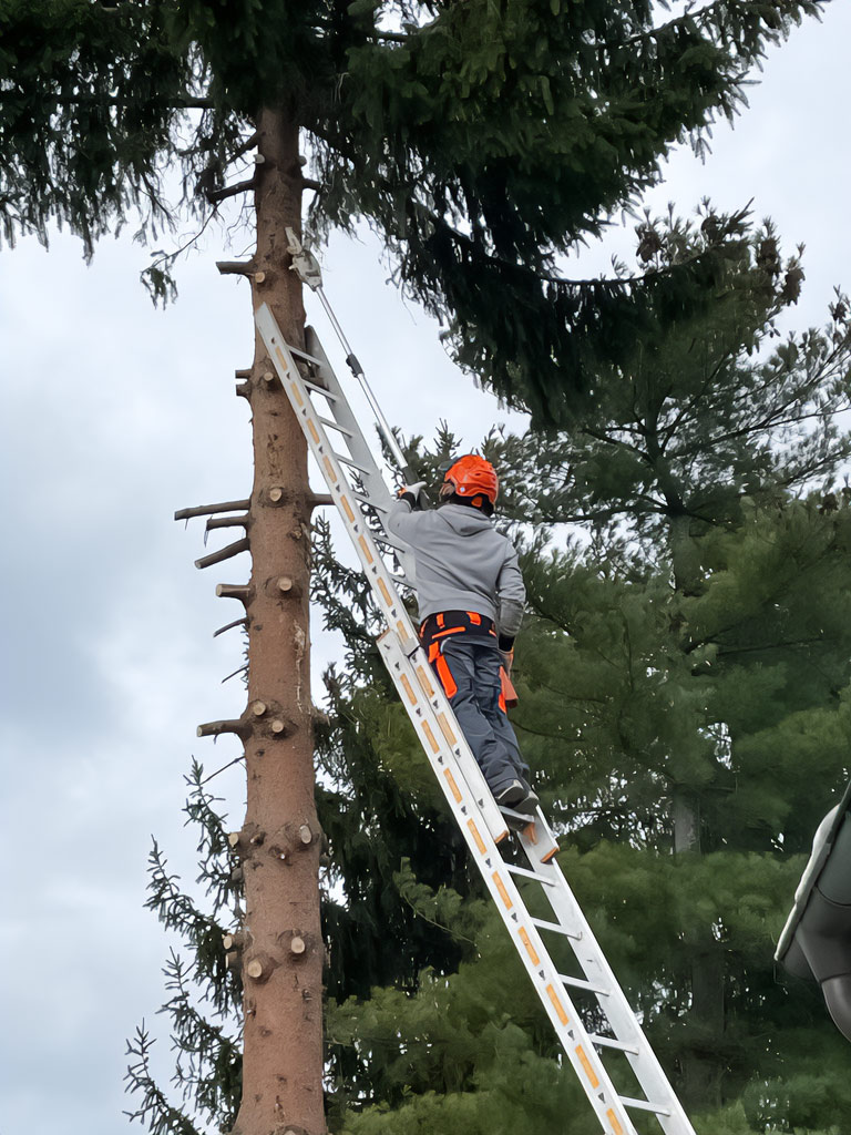 Galabau Umstadt Stückweises abtragen einer Fichte